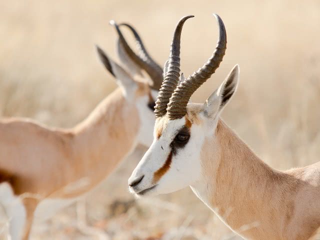 springbok