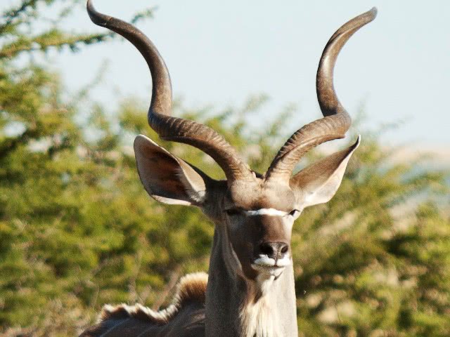 kudu